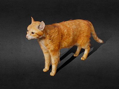 虚拟人物 动画 猫 表面