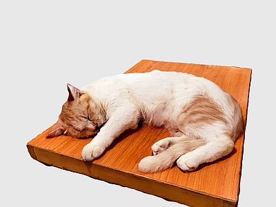 其他生活用品 猫咪 木 猫