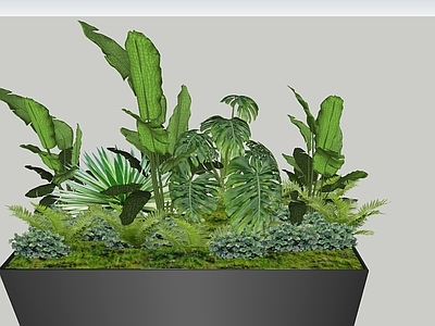 灌木 绿篱 灌木球 盆栽灌木 花箱灌木