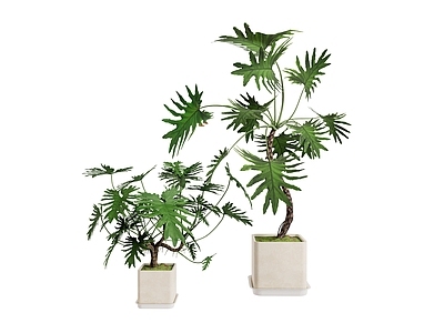 盆栽 龙鳞春羽 大叶绿植