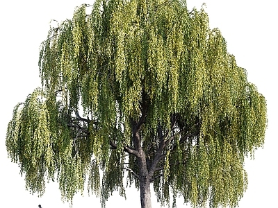其他树木