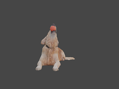虚拟人物 金毛犬 狗