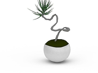 现代盆栽植物