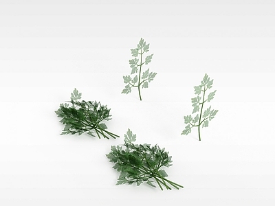 现代香菜