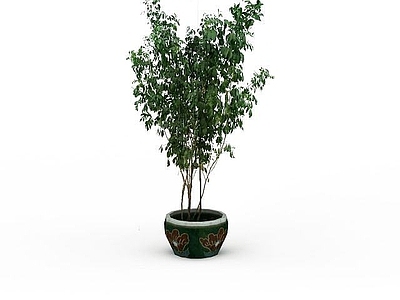 现代观叶植物