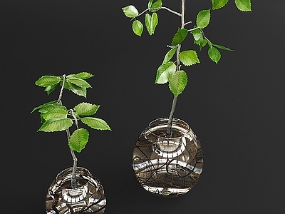 现代美式草本植物 现代绿植 草本植物 室内绿植
