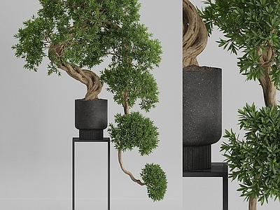 盆栽