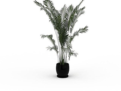 现代袖珍椰子树