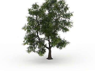 现代办公桌 观赏绿树