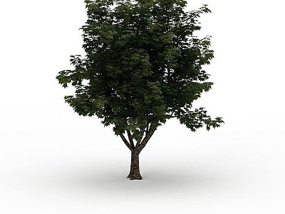 现代办公桌 绿叶观赏植物