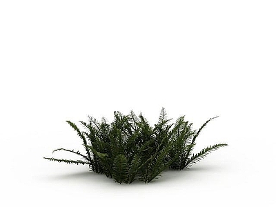 现代办公桌 植物