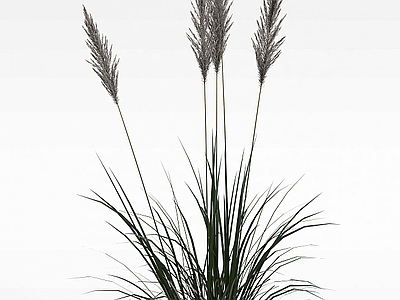 现代佛龛 野生芦苇草