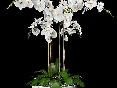 盆栽 现代盆栽 现代花卉 蝴蝶兰盆栽