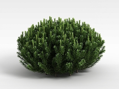 现代灌木 圆形针叶植被