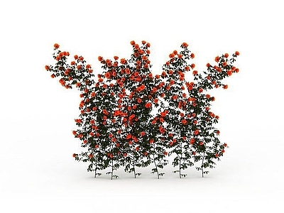 现代直播间 红花藤蔓