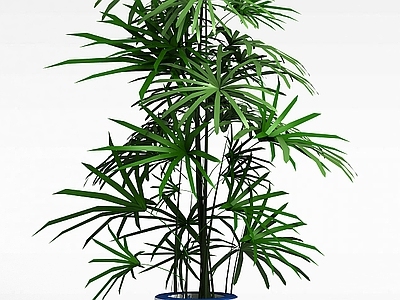 现代袖珍椰子树
