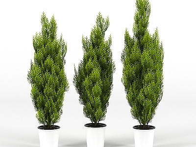 植物堆 现代绿植 盆栽 绿植 景观树