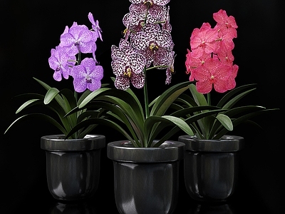 花 现代花瓶花卉 鲜花插花 鲜花绿植