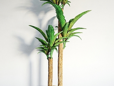 盆栽 室内观赏绿植 现代绿植 盆栽盆景