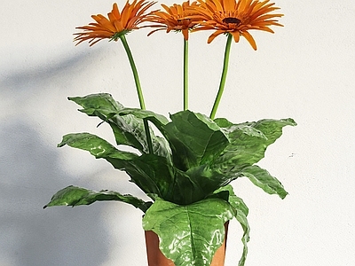 花 现代花瓶花卉 鲜花绿植 土培鲜花