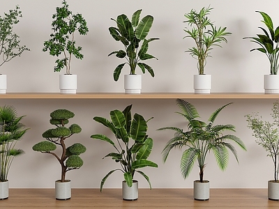 盆栽 绿植盆栽组合
