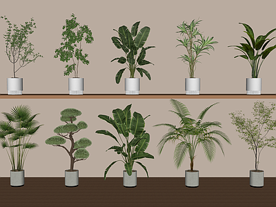盆栽 绿植盆栽组合