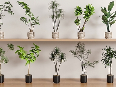 盆栽 绿植盆栽组合