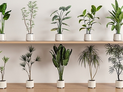 盆栽 绿植盆栽组合