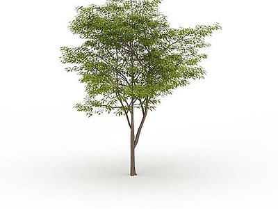 现代办公桌 行道树