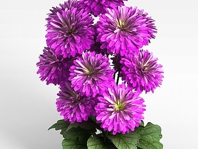 现代办公室装饰花