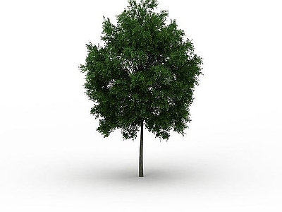 现代景观树