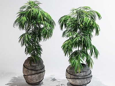 盆栽 现代绿植 室内绿植 盆栽盆景