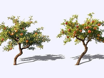 乔木 2D石榴树 石榴果树 若榴木 涂林 花石榴