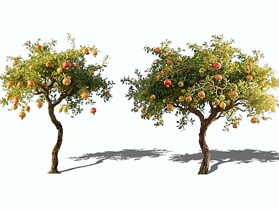 乔木 2D石榴树 石榴果树 若榴木 涂林 花石榴
