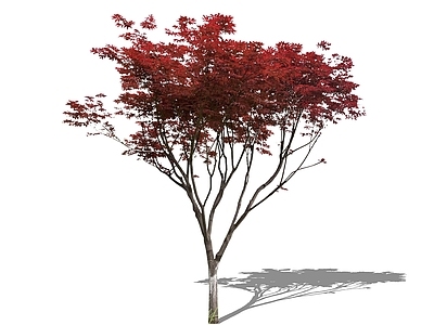 乔木 2D红枫 精美庭院树 造型树美丽小乔木 中式日式小乔木 主景树