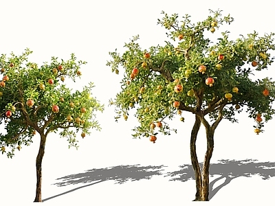 乔木 2D石榴树 石榴果树 若榴木 涂林 花石榴