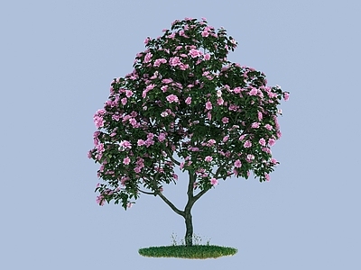 乔木 茶花 开花树 粉色树
