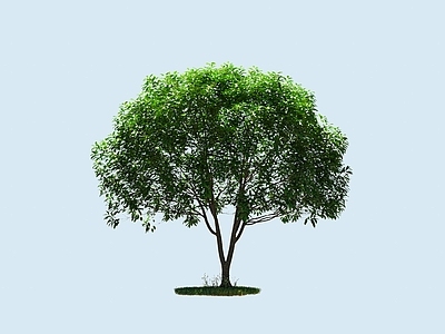 乔木 桂花树 行道树 景观树