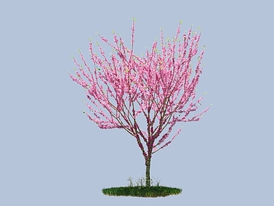 乔木 海棠树 开花树 粉色树