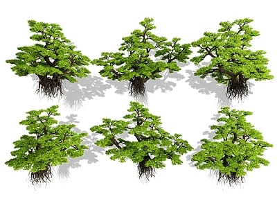 乔木 造景松树 景观树 庭院乔木 骨架乔木 造型乔木