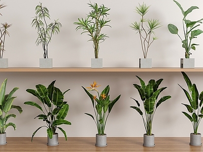 盆栽 绿植盆栽组合