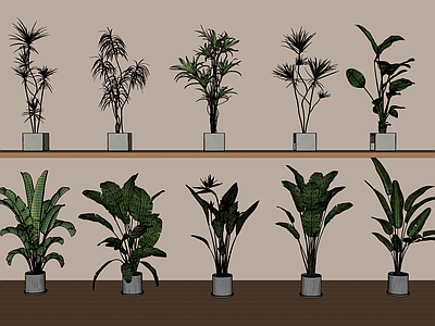 盆栽 绿植盆栽组合