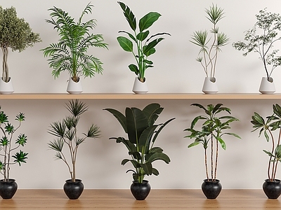 盆栽 绿植盆栽组合