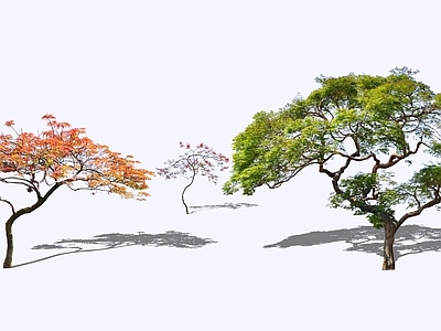 乔木 2D精品羽毛枫 日本红枫 造型羽毛枫 景观红枫 景观槭树