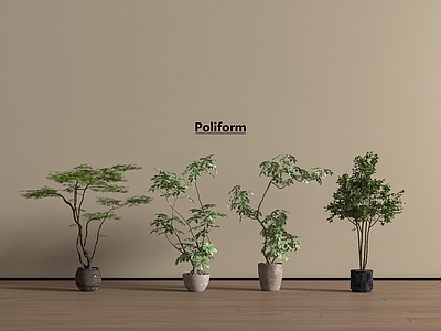 盆栽 盆栽 枫树盆栽 景观树盆栽 鸡爪槭 绿植盆栽