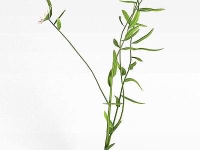 现代佛龛 园林花草植被