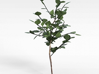 现代办公桌 绿色植被