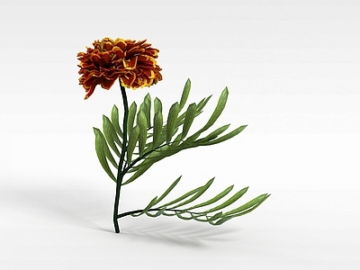 现代佛龛 红花植物