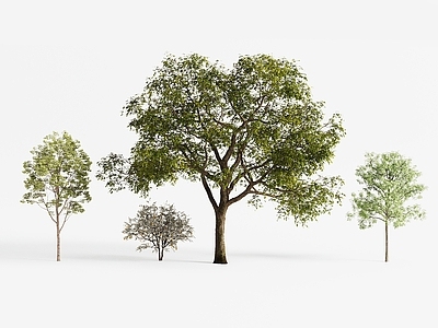 景观树 现代树 景观树 果树 花园树木 庭院树木