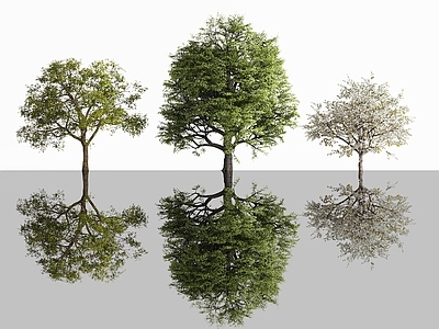 景观树 现代树 景观树 果树 城市树木 庭院树木